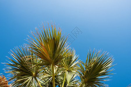 蓝天棕榈树热带海滩背景图片