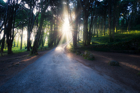 夏日森林的阳光在雾清晨落在路上图片