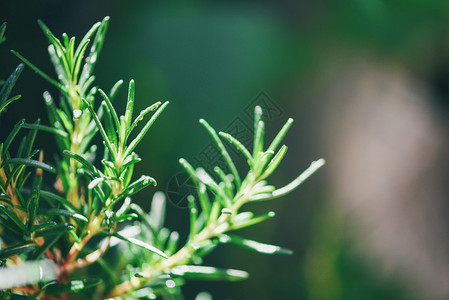 在花园种植有机迷迭香物以提取基本油新鲜迷迭香草绿色本底有选择的重点图片