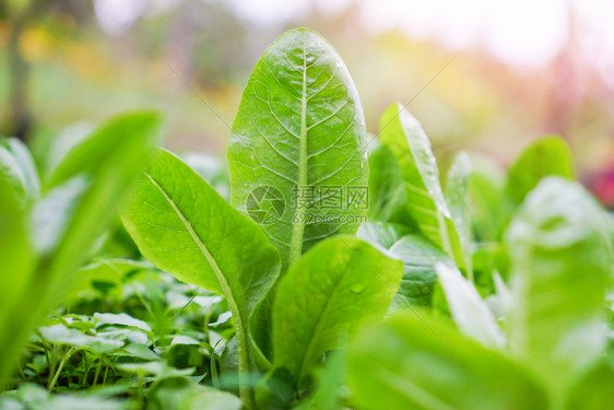 清晨在菜园蔬农场水栽培系统绿植园种的新鲜绿色可生菜沙拉图片