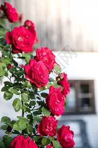 春时自己花园里红玫瑰的近照图片