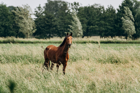 田野上长草地的一匹马肖像长草地上的一匹马在长草地上放牧图片