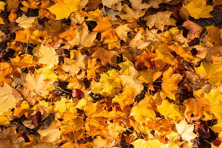 秋叶背景秋叶棕色的高清图片素材