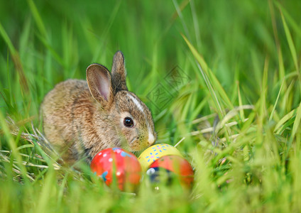 野外绿草地上的复活节兔子和鸡蛋野外春草地上的小棕兔和多彩鸡蛋图片