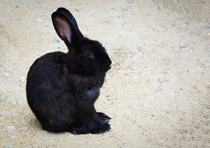 黑兔躺在动物宠农场的地上图片