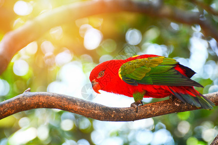 站在树果绿背景上美丽的红鹦鹉鸟Loriusgarruls图片