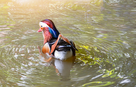 在鸭子农场的池塘中游泳美丽普通话鸭子Aixgalericulata图片