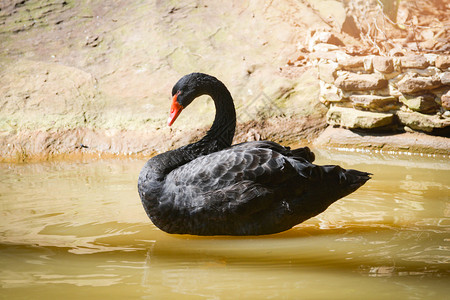 夏天黑鹅在池塘游泳黑鸭图片