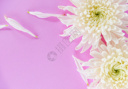 粉红背景的鲜白菊花图片