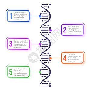 DNA分子概念抽象图表分子螺旋体结构科学计划生物遗传染色体矢量系统信息学概念演示设计元素海报模板分子螺旋体结构科学计划演示布局设图片