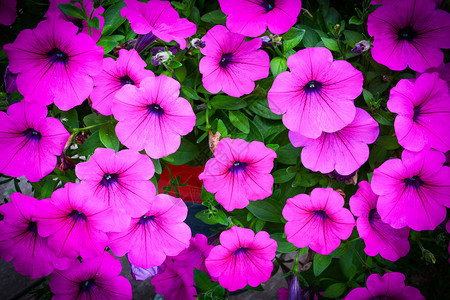 紫色或粉红花朵在春天园背景中开图片