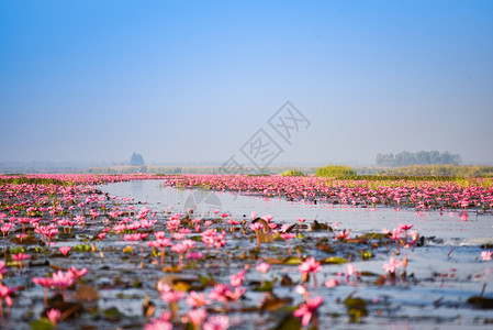泰国乌登萨尼UdonThani晨间地标水自然景观上带红莲花的湖河图片