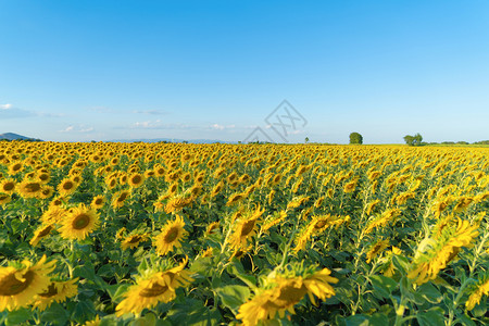 夏季中午在泰国洛普布里省自然花园公外出旅行节假日全开向葵田自然景观背图片