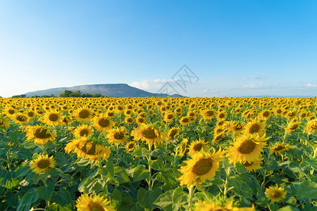 夏季中午在泰国洛普布里省自然花园公外出旅行节假日全开向葵田自然景观背背景