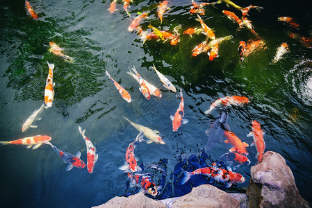 在池塘花园游泳的红鱼和白鲤享受食物漂浮的饲料图片