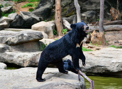 亚洲黑熊或胸五型是野生动物保护区的白羊毛图片