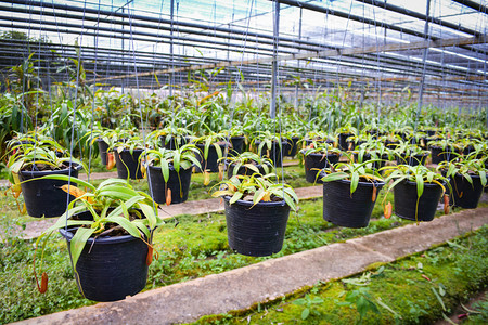 兰花苗圃农场种植园挂在屋顶网下的花园温室图片