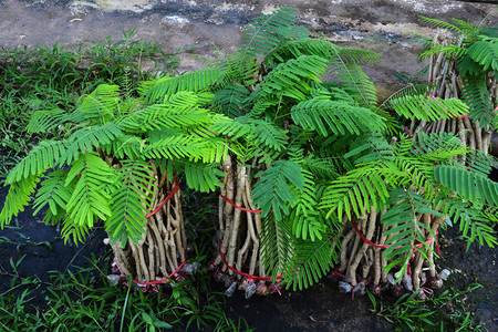 Acaciapennata年轻植物树爬上小农场的口水塞内加尔图片