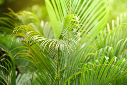 热带植物园绿叶棕榈树图片