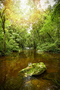 山河水流瀑布绿林景观自然植物树林晨野热带中岩石和绿苔图片