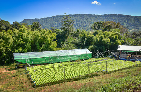 蔬菜水栽系统青新鲜绿橡树生菜沙拉种植花园水栽养农场植物在温室有机健康食品中没有土壤农业的水上种植图片