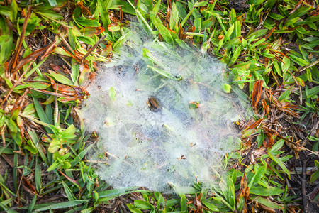 蜘蛛网覆盖在草地上图片