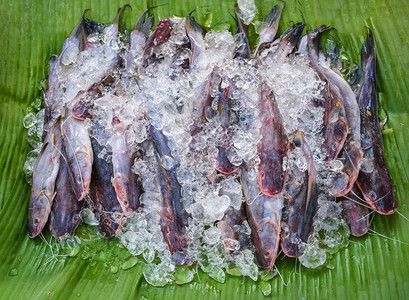 香蕉叶淡水鱼在香蕉叶淡水鱼背景上的冰新鲜鱼图片