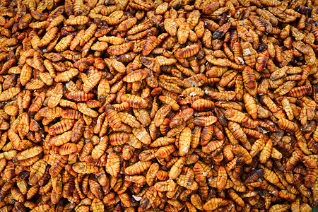 含有盐丝虫的烤炒昆竹蛋白质丰富食品PupaChrysalis图片