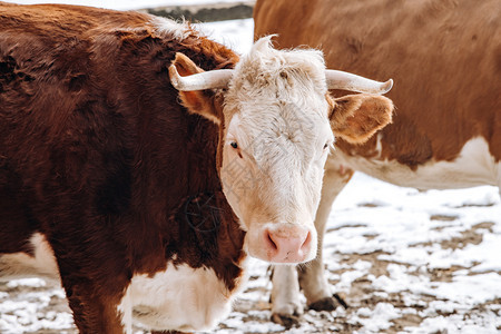 棕色和白奶牛在冬季靠近农场大楼图片