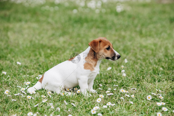 夏日在草地上的杰克罗素泰里尔小狗图片