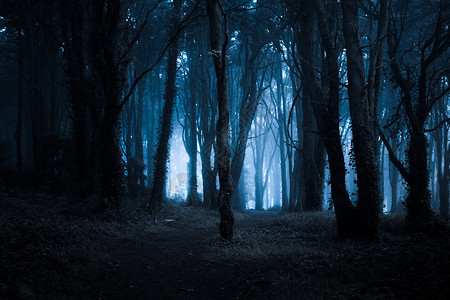 深夜阴暗雾密的黑森林图片