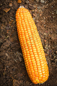 玉米在田间图片