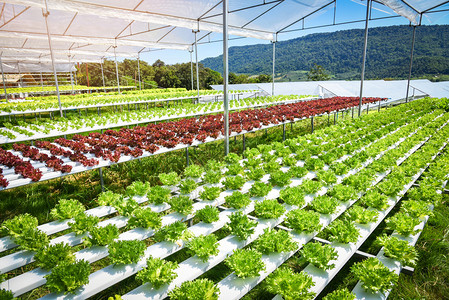 在温室有机健康食品植物中在没有土壤农业的情况下在没有土壤农业的水上种植菜园养农场沙拉图片