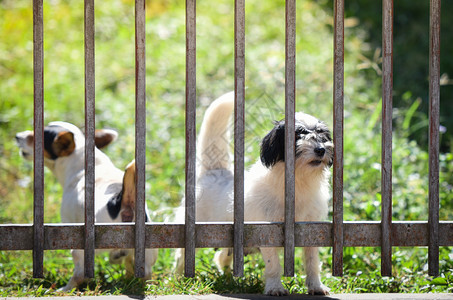 外面看的狗在家前院栅栏上等房主悲伤的狗宠物图片