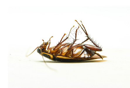 白种背景杀虫剂产品上孤立的死蟑螂图片