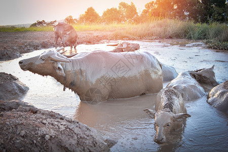 泥池中的水牛放松时间动物在山上的时间水牛田地亚洲图片