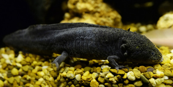 黑色Salamande海洋生物鱼缸水族馆Axolotl游泳水下摄影墨西哥Axolotl图片