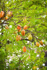 恒星果树夏季花园选择重点的热带树上绿色和黄恒星水果其他名称卡兰波拉阿韦罗哈卡兰波拉图片