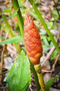 草药自然花园中的红Cassumunar姜孟加拉根ZingibercassumunarRoxb图片