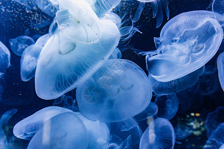 水族馆里有蓝光游泳照亮了水母们的光图片