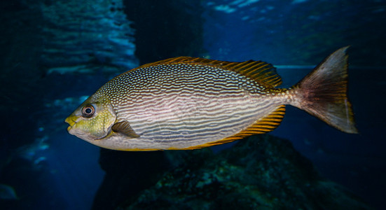 海洋生物水下图片