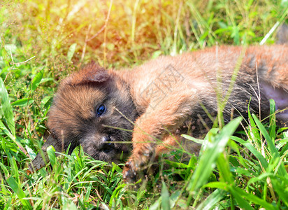 小狗躺在公园的草地上玩耍图片