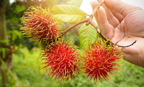 手持Rambutan从热带果园自然背景中收获新鲜水果的人图片