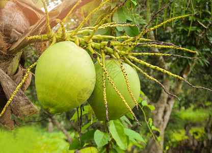 水果上新首页年青椰子树夏季日花果植物上新鲜绿色椰子树热带水果背景