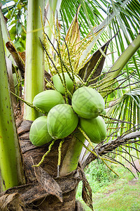 年青椰子树夏季日花果植物上新鲜绿色椰子树热带水果图片