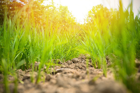 干旱绿稻田农业地区旱季干节的荒地土自然灾害破坏农业土壤干泥地旱图片
