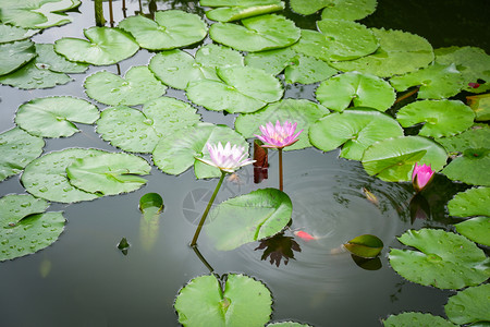 Lototus池塘Lilly水或莲花和绿叶在园中种植水池图片