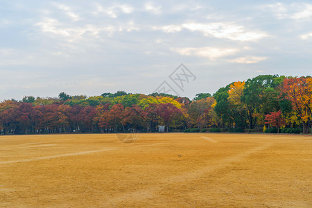 公园花的红树林天线有草场京都市关西多彩的秋季有叶子或落日本的树木自然景观背图片