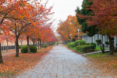红色的离开走廊有街道或路秋天在关西大阪市秋天落下树枝和日本的木自然景观背图片