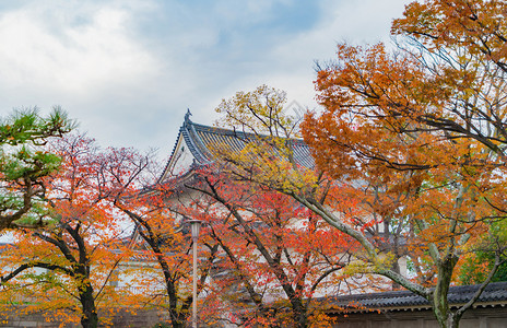 大阪寺庙塔有红色的木叶或落树枝在广博的秋天在关西大阪市日本的树木建筑景观背图片